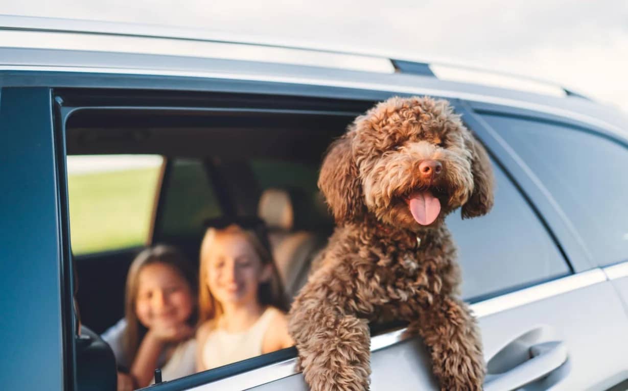 Premium Heavy-Equipment Transport Without Premium Headaches